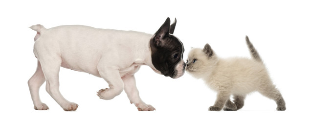 French Bulldog puppy and British shorthair kitten sniffing