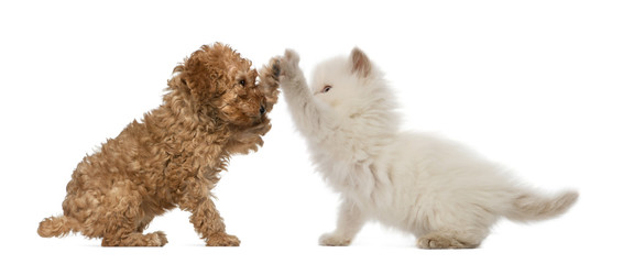Poodle Puppy and British Longhair Kitten high fiving