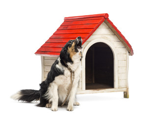 Border Collie tied and barking next to a kennel