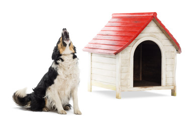 Border Collie sitting and barking next to a kennel