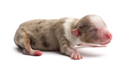 Australian Shepherd puppy, 1 day old