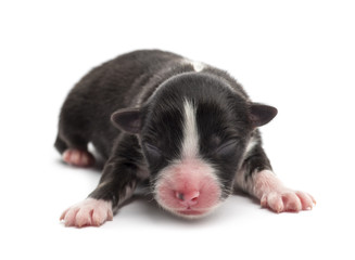 Fototapeta premium Australian Shepherd puppy, 1 day old, lying