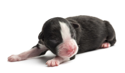 Obraz premium Australian Shepherd puppy, 1 day old