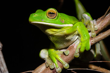 クツワアメガエルの全身