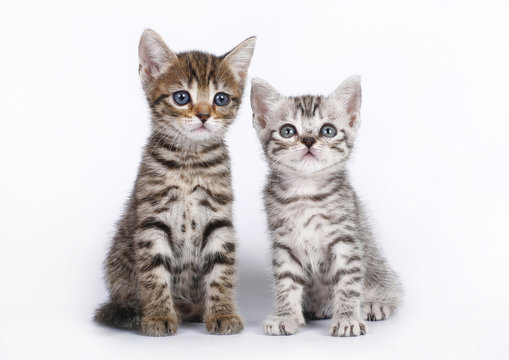 Two Scottish kitten sitting on a white background.