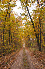 Autumn road in forest