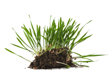 green wheat with root isolated