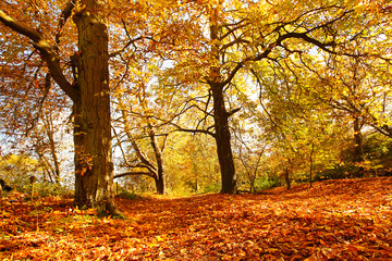 Naklejka na ściany i meble Beautiful Autumn in the Park, Scotland