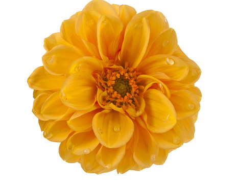 dahlia with water drops isolated