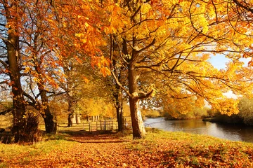 Photo sur Plexiglas Automne Bel automne dans le parc, Ecosse