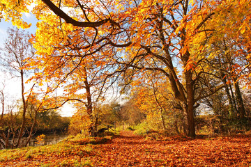Fototapeta premium Beautiful Autumn in the Park, Scotland