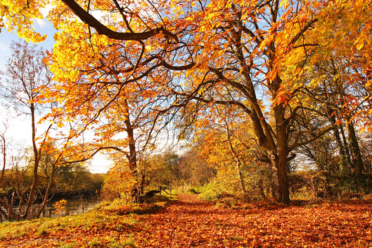 Beautiful Autumn in the Park, Scotland