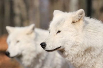 deux loups blancs