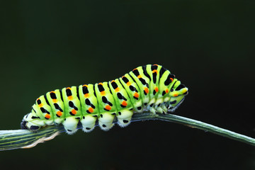 Green caterpillar - papilio machaona
