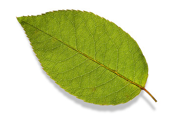 isoliertes Rosenblatt