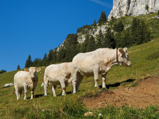 vaches en montagne,nature,savoie