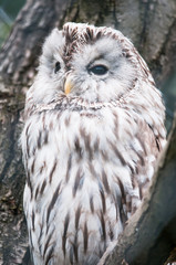 snow owl (lat. Bubo scandiacus)