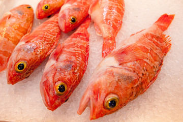 ocean perch fish on ice