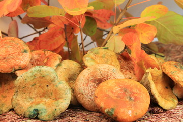 champignon du Vaucluse 4