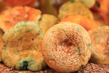 champignon du Vaucluse 2