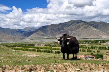 Tibetan yak