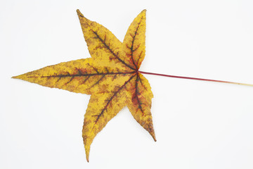 Herbstblatt