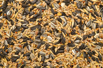 birdseed