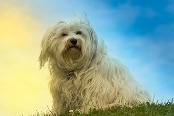 Hund vor farbigem Hintergrund