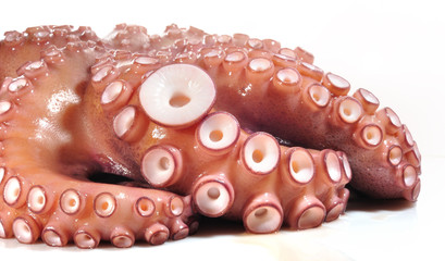 Detalle de ventosas de pulpo.