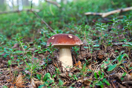Forest mushroom in the grass