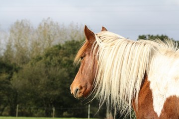 Poney qui regarde l'horizon