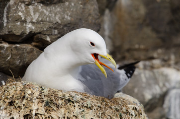 Dreizehenmöwe, Black-legged kittiwake, Rissa tridactyla