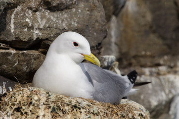 Dreizehenmöwe, Black-legged kittiwake, Rissa tridactyla
