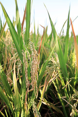 healthy rice paddy seed ready to harvest 