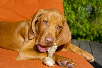 Mojo und der Knochen 3