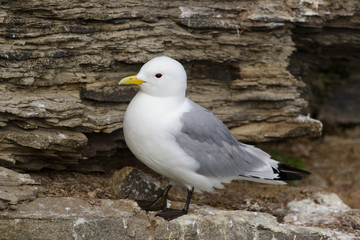 Dreizehenmöwe, Black-legged kittiwake, Rissa tridactyla