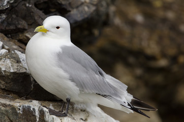 Dreizehenmöwe, Black-legged kittiwake, Rissa tridactyla