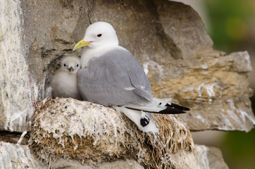 Dreizehenmöwe, Black-legged kittiwake, Rissa tridactyla © Wolfgang Kruck