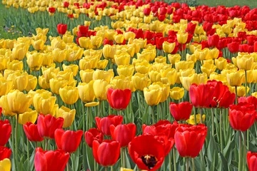 Crédence de cuisine en verre imprimé Tulipe Tulipes rouges et jaunes lumineuses