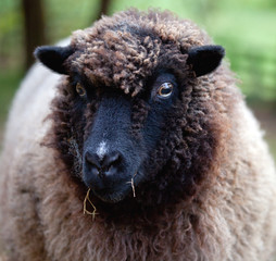 Sheep