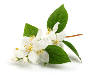 Flower of jasmine