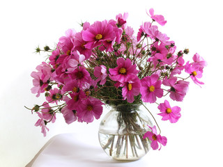 Cosmea in Blumenvase