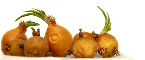 Old Sprouting vegetables potatoes and onions