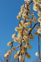Weidenkätzchen - Salix spec © M. Schuppich