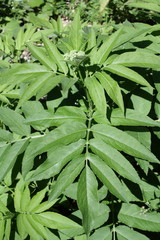 Obraz premium Sureau hièble ( (Sambucus ebulus)