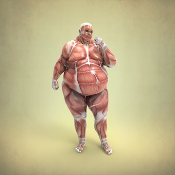 Anatomia Obeso