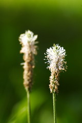 Ribwort plantain