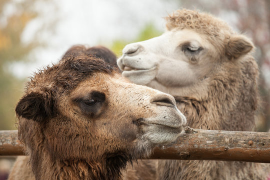 Close up photo of two camels heads