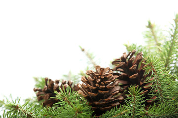 Fototapeta premium spruce branches with pine cones