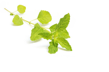 branch of basil on white background